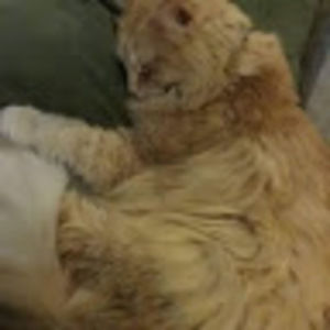 Meet your Posher, Kimberlee